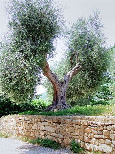 Árvore oliveira Toscana italiana tradicional premium origem autêntica heritage - Vitalitaly oliveira Toscana origem produtos