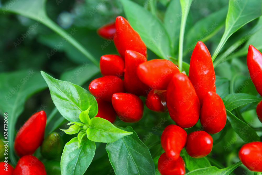 Chilli-Infused Tuscan Extra Virgin Olive Oil
