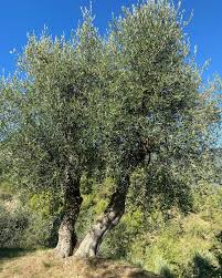 "The Taggiasca Olives"