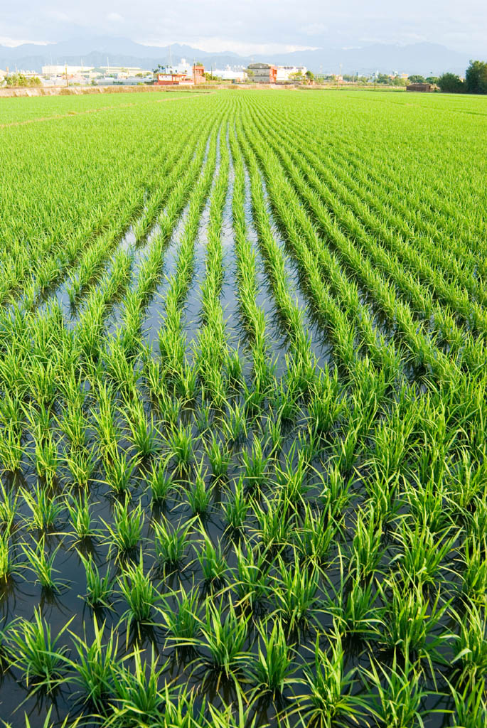 Artisjok rijst Italiaanse risotto groenten mix natuurlijk premium authentiek - Uitstekende Italiaanse rijst door Vitalitaly
