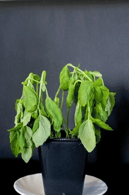 Basil infused oil herb Italian condiment nature awakening aromatic premium - Italian oils that awaken nature by Vitalitaly