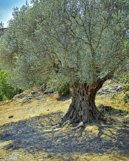 Bio Olivenöl italienisch Olivenbaum traditionell handwerklich premium Vitalitaly - Vitalitaly Bio Olivenöl Olivenbaum traditionell premium Produkte
