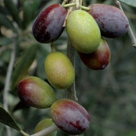 "The Taggiasca Olives"