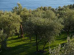 Taggiasca-Oliven mit Blick aufs ligurische Meer – Ursprung des Vitalitaly Olivenöls Tumaiì
