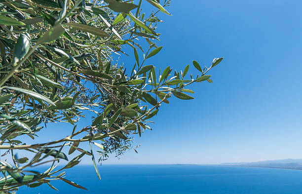 Ligurischer Olivenhain am Meer – Herkunft des nativen Olivenöls extra Tumaiì von Olio Anfosso, Taggiasca-Kultivar