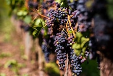 Premium grapes balsamic vinegar production Italian quality ingredient - Global artisanal vinegar crafting, authentic Modena tradition by Vitalitaly