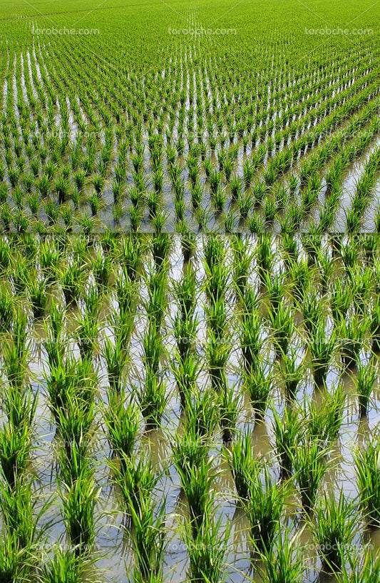 Rice fields cultivation Vitalitaly origin authentic natural farming premium Italian agriculture - Genuine rice cultivation by Vitalitaly