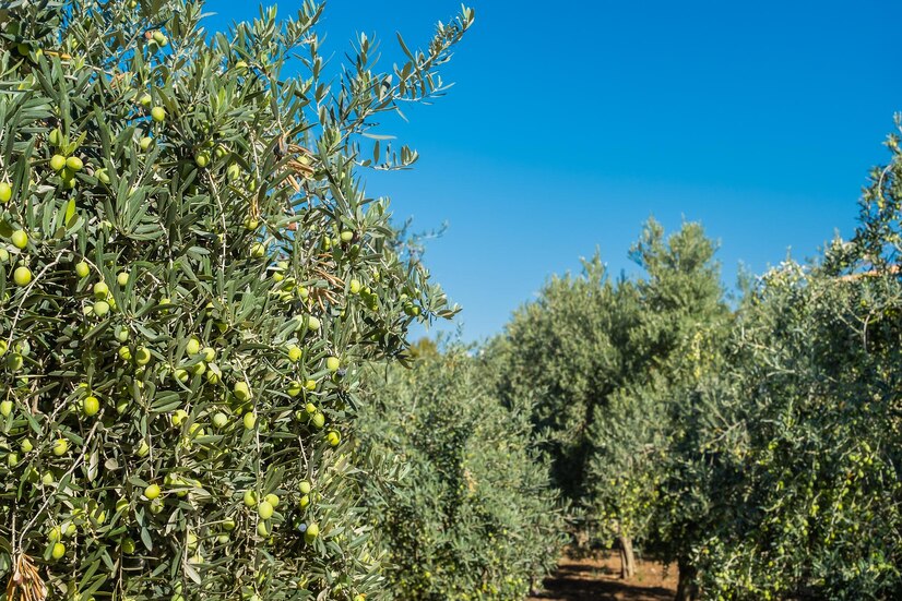 Tutto Leccino BIO organic extra virgin olive oil 500ml - Premium certified organic Italian oil - Traditional farming -  Ecological natural cultivation trees