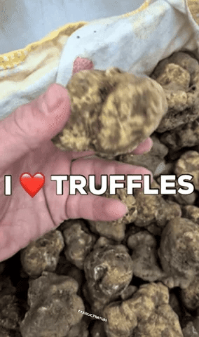 White truffle selection fresh picking premium quality - European gourmet truffle choosing process for Vitalitaly artisanal EVOO production
